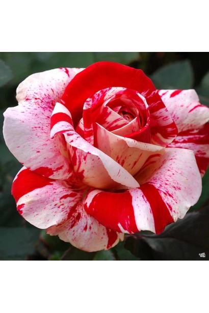 Роза флорибунда (бело-красная) ШТАМБ 